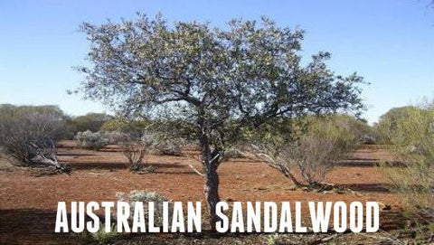 Australian Sandalwood Soy Melt - Candles Soaps N Gifts