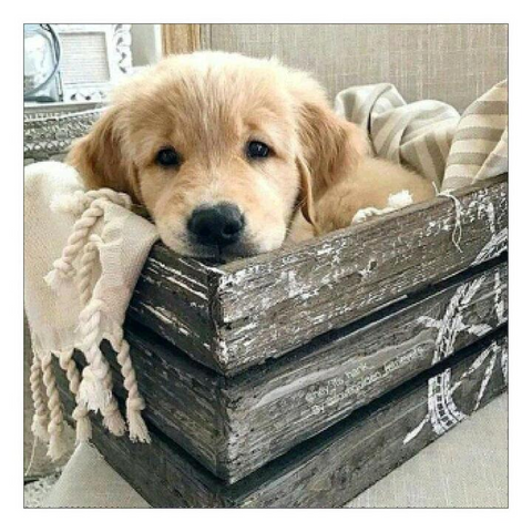 Dog in a Box - Full Round - Diamond Painting