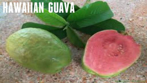 Hawaiian Guava Soy Melt - Candles Soaps N Gifts