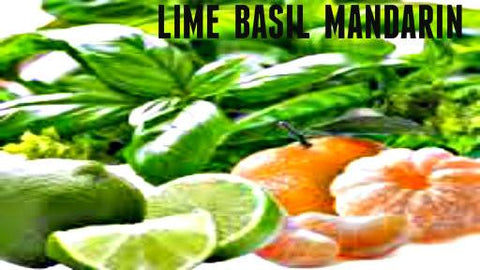 Lime Basil & Madarin Soy Melt - Candles Soaps N Gifts