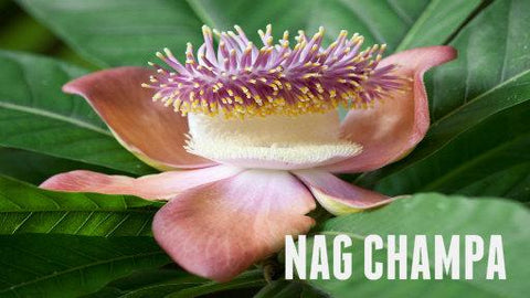 Nag Champa Soy Melt - Candles Soaps N Gifts