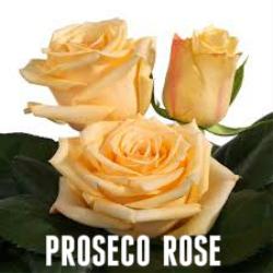 Prosecco Rose Soy Melt - Candles Soaps N Gifts