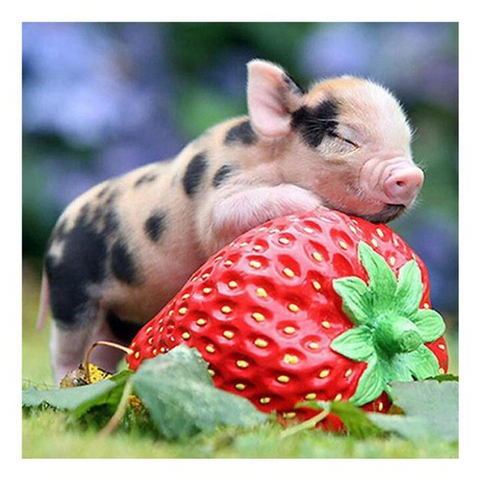 Strawberry Pig - Full Square - Diamond Painting