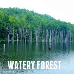 Watery Forest Soy Melt - Candles Soaps N Gifts