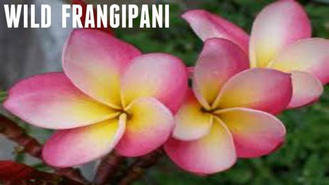 Wild Frangipani Soy Melt - Candles Soaps N Gifts